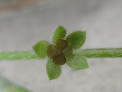 Trigonotis peduncularis