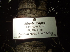 Alberta magna