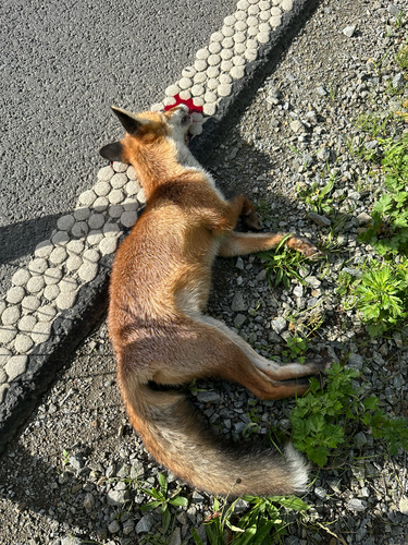 Red Fox