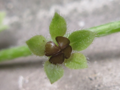 Trigonotis peduncularis