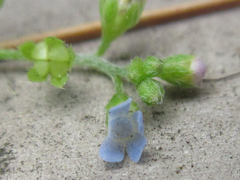 Trigonotis peduncularis