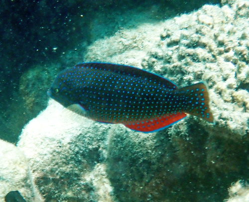 Anampses caeruleopunctatus observed 2026-09-27