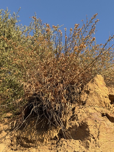 Stephanomeria cichoriacea observed 2026-09-17