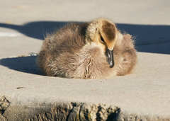 Branta canadensis