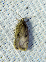 Agonopterix argillacea