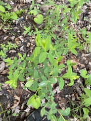 Hypericum nudiflorum