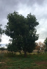 Brachychiton populneus populneus