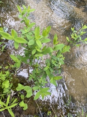 Hypericum nudiflorum