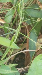 Crotalus ruber lucasensis