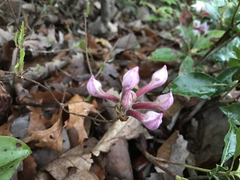 Rhododendron periclymenoides