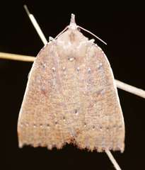 Authaemon stenonipha