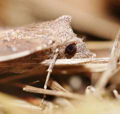 Authaemon stenonipha