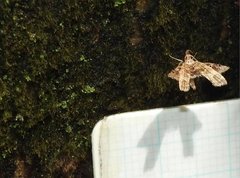 Nosphistica bisinuata