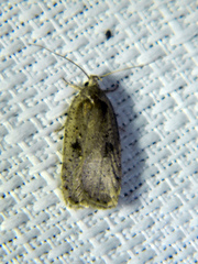 Agonopterix argillacea