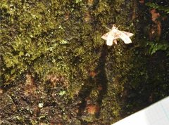 Nosphistica bisinuata