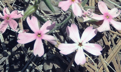 Phlox amabilis