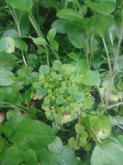 Chrysosplenium glechomifolium