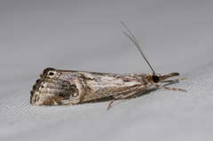 Hednota longipalpella