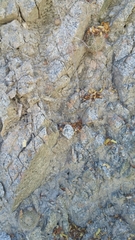 Mammillaria petrophila