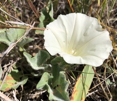 Calystegia subacaulis subacaulis