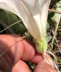 Calystegia subacaulis subacaulis
