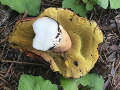 Boletus rex-veris