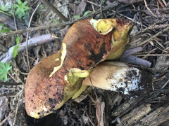 Boletus rex-veris