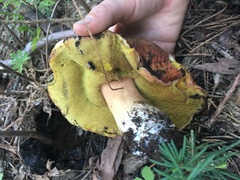 Boletus rex-veris