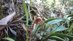 Masdevallia laevis