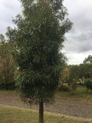 Brachychiton rupestris