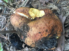 Boletus rex-veris