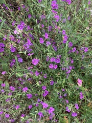 Lythrum californicum
