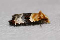 Authomaema pentacosma