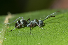 Polyrhachis tibialis