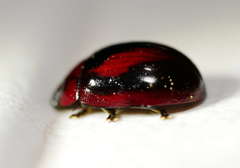 Paropsisterna erudita