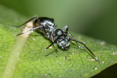 Polyrhachis tibialis