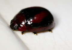 Paropsisterna erudita