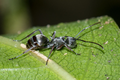 Polyrhachis tibialis