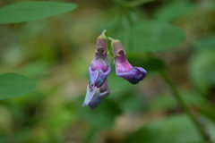 Lathyrus nevadensis