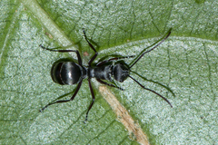 Polyrhachis tibialis