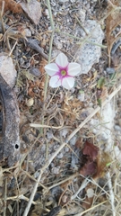 Commicarpus brandegeei