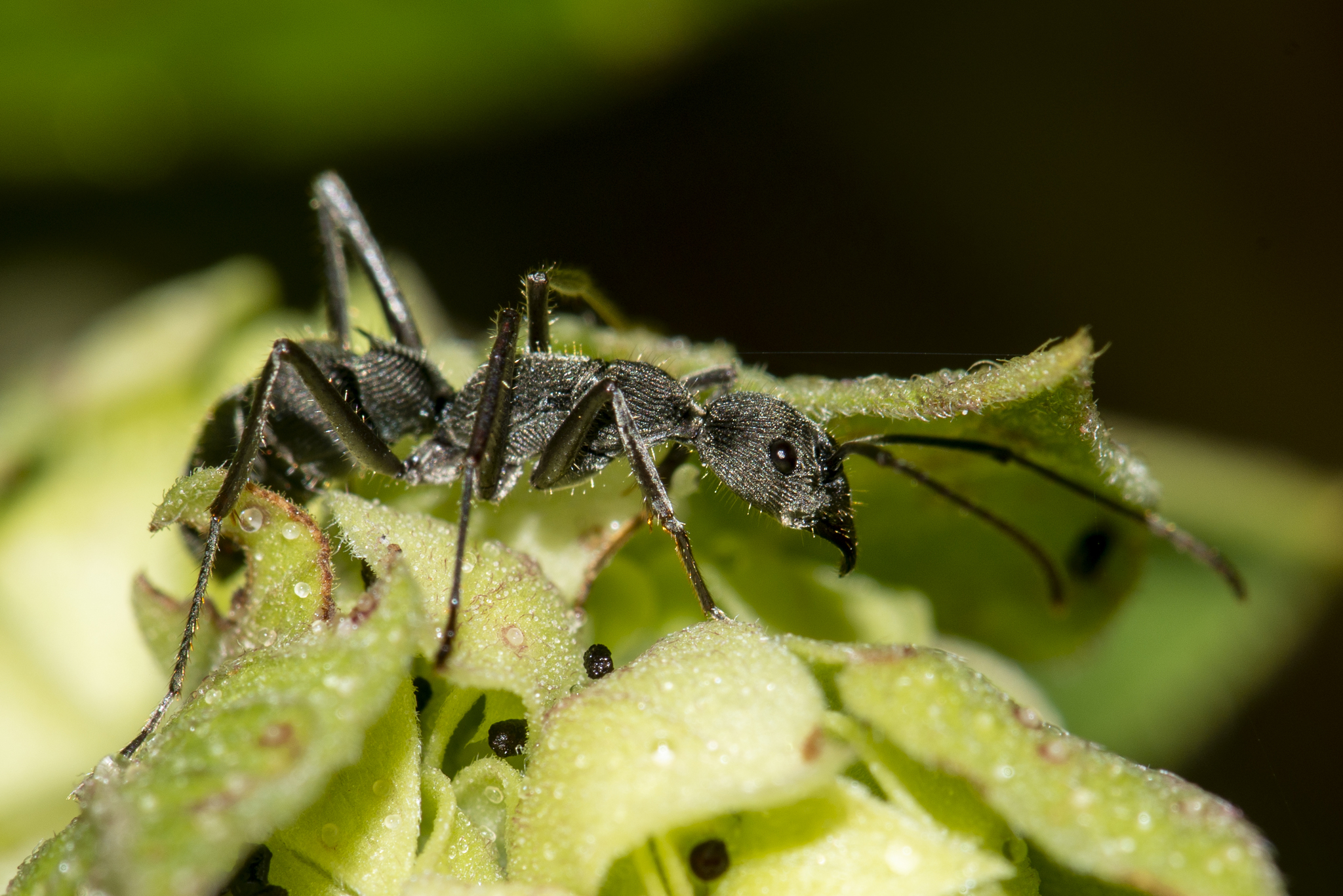 Diacamma assamense