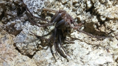 Califorctenus cacachilensis