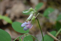 Lathyrus nevadensis
