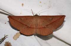 Phallaria ophiusaria