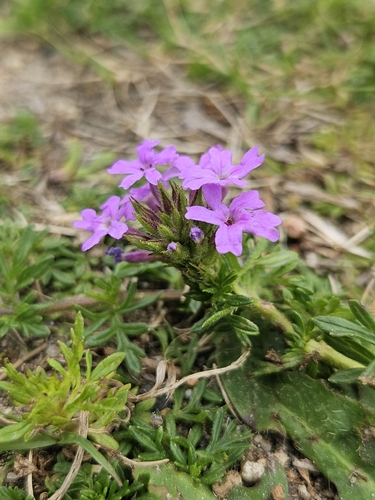 Glandularia selloi