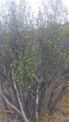 Pleradenophora bilocularis