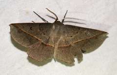 Phallaria ophiusaria