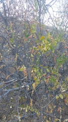 Stegnosperma halimifolium