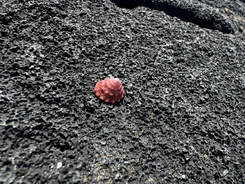 Trochus intextus observed 2026-09-12